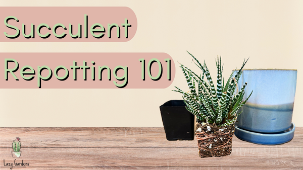 How to Repot Succulents: A Step by Step Guide  Lazy Gardens