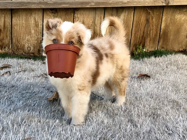 Dog carrying plant pot