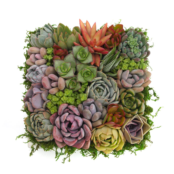 All Products – Lazy Gardens