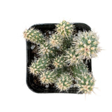 Cylindropuntia 'Mini Cholla' - Lazy Gardens