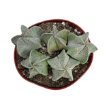 Astrophytum myriostigma Cluster | Bishop's Cap Cactus Cluster