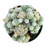 Mammillaria gracilis fragilis | Thimble Cactus