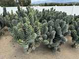 Mature specimens of Cereus forbesii spiralis also known as the Spiral cactus or Tornado Cactus