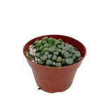 Aloinopsis Schooneesii | Living Stones - Lazy Gardens