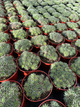 Deuterocohnia brevifolia | Argentine Ball