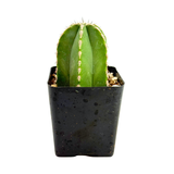 Pachycereus marginatus | Mexican Fence Post Cactus