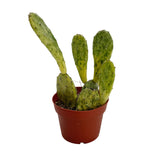 Opuntia Sunburst | Sunburst Prickly Pear