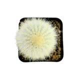 Cleistocactus strausii | Silver Torch Cactus