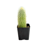 Cleistocactus strausii | Silver Torch Cactus