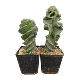 Cereus forbesii Spiralis Turbulence | Turbulence Spiral Cactus