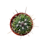 Stenocactus crispatus | Brain Cactus - Lazy Gardens