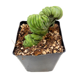 Cereus peruvianus cristata | Indigo Wave