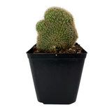 Pachycereus pringlei cristata | Crested Cardon Cactus