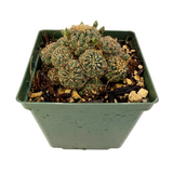 Sulcorebutia canigueralii