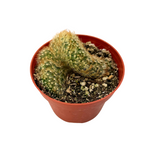 Mammillaria elongata cristata | Crested Copper King Cactus