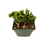 Euphorbia leucodendron cristata | Crested Cat Tail Euphorbia