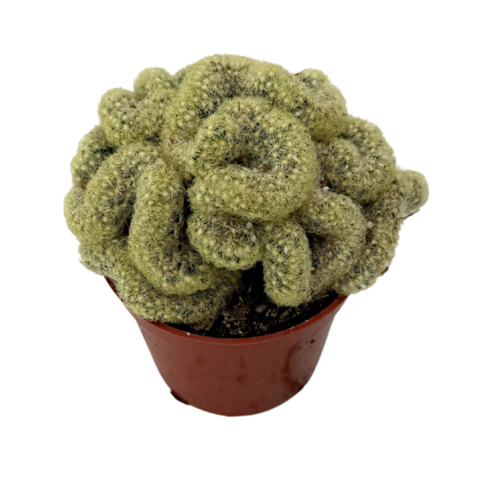 finger cactus succulents Mammillaria elongata cristata