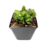 Euphorbia lactea cristata | Crested Mermaid Tail Euphorbia