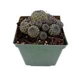 Sulcorebutia rauschii violacidermis