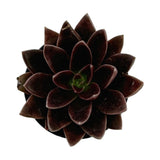 Echeveria Panthera