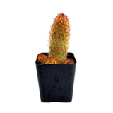 Mammillaria elongata | Copper King Cactus