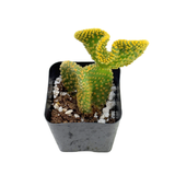 Opuntia Microdasys Cristata | Crazy Bunny Ears