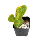 Opuntia Microdasys Cristata | Crazy Bunny Ears
