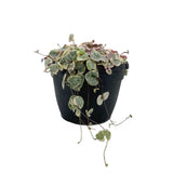 Ceropegia Woodii Varigata | Variegated String of Hearts - Lazy Gardens