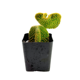 Opuntia Microdasys Cristata | Crazy Bunny Ears