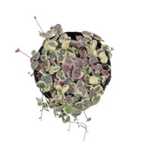 Ceropegia Woodii Varigata | Variegated String of Hearts - Lazy Gardens