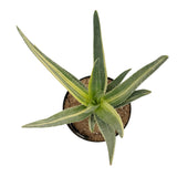 Aloe Hercules Variegated - Lazy Gardens