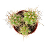 Trichocereus terscheckii | South American Saguaro - Lazy Gardens