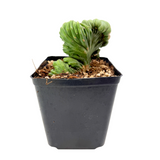 Cereus peruvianus cristata | Indigo Wave