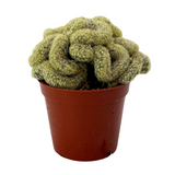 Mammillaria elongata cristata | Crested Lady Finger Cactus