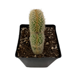 Pachycereus pringlei cristata | Crested Cardon Cactus