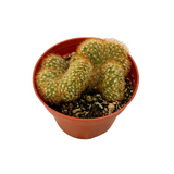 Mammillaria elongata cristata | Crested Copper King Cactus