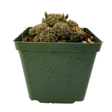 Sulcorebutia canigueralii