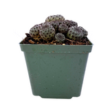 Sulcorebutia rauschii violacidermis