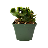 Euphorbia leucodendron cristata | Crested Cat Tail Euphorbia