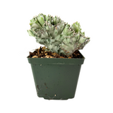 Euphorbia lactea variegata cristata | Crested Mermaid Tail Euphorbia