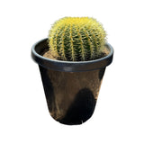 Echinocactus grusonii | Golden Barrel Cactus - Lazy Gardens