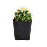 Echinocactus grusonii | Golden Barrel Cactus