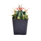 Ferocactus gracilis | Fire Barrel Cactus