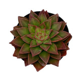 Tacisedum Solar Flare | Solar Flare