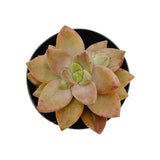 Graptosedum Sunsplash | Sunsplash