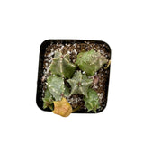 Huernia Zebrina | Lifesaver Cactus - Lazy Gardens