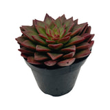 Tacisedum Solar Flare | Solar Flare