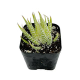 Haworthia Fasciata Variegata | Zebra Plant Variegated - Lazy Gardens