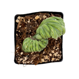 Cereus peruvianus cristata | Indigo Wave