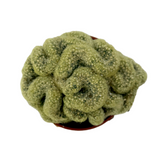 Mammillaria elongata cristata | Crested Lady Finger Cactus